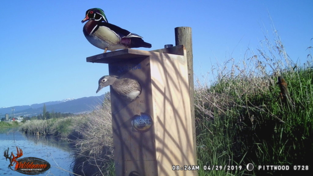 A pair of Wood Ducks keeping lookout from the nest