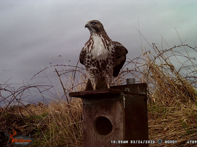 A hawk sitting atop on of our nesting boxes