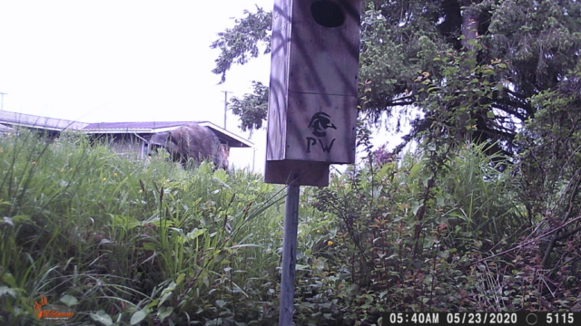 Racoons pose a very real threat to nesting Wood Duck Boxes.