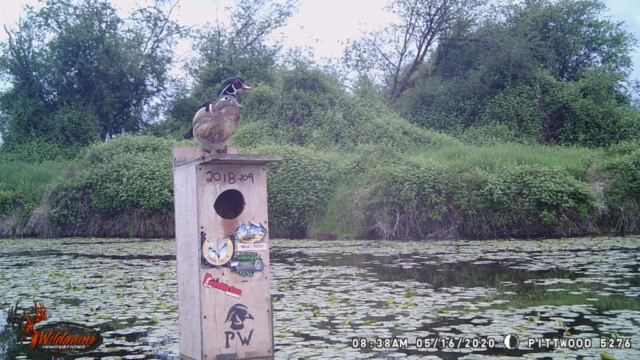A pair of Wood Ducks on one of our nesting boxes