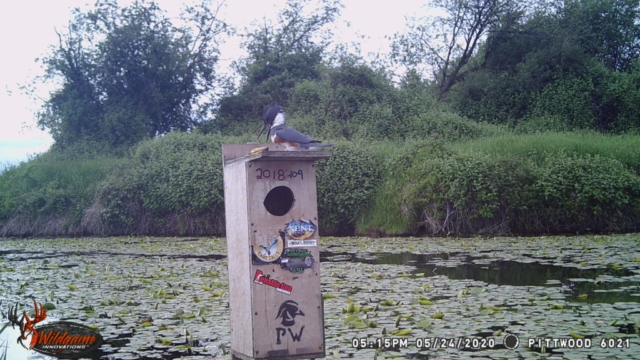 A Kingfisher enjoying its catch atop one of our Wood Duck Boxes